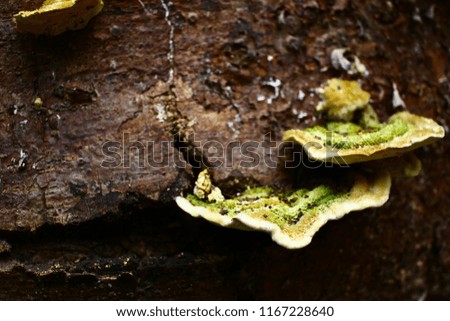 Close up picture beautiful Green and brown mushroom on the old wooden log. Group of Mushrooms growing in the Autumn . Mushroom photo, Group of beautiful mushrooms in the moss on a log.