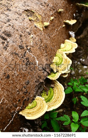 Close up picture beautiful Green and brown mushroom on the old wooden log. Group of Mushrooms growing in the Autumn . Mushroom photo, Group of beautiful mushrooms in the moss on a log.