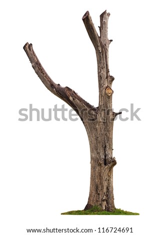 Single old and dead tree isolated on white background Royalty-Free Stock Photo #116724691