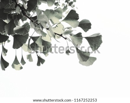 Light grey (high key) of ginko leafs in a bright sunny day as a concept for summer natural background.