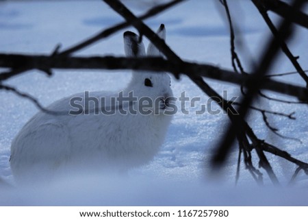 White rabbit in wild during winter Lapland, Finland