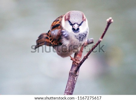  A sparrow sits on a branch and looks at us.                      