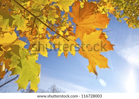 Yellow autumn leaves on a maple tree