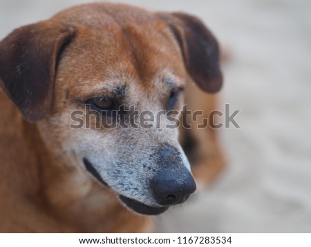 Dog portrait picture