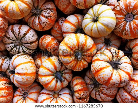 Heap of white-orange pumpkins pattern background at farmers market stock. Harvest of grown colorful pumpkins from autumn november field. Patch organic yellow pumpkin stalks. Natural vegetables in fall