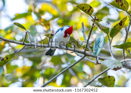 Red crested Cardinal photographed in Corumba, Mato Grosso do Sul. Pantanal Biome. Picture made in 2017.