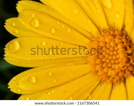 Detail view of marigold with rains drops