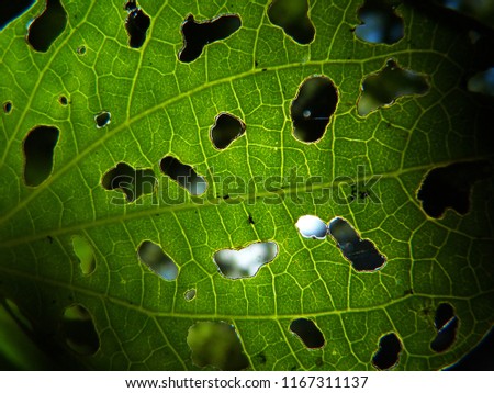 Pest damage to crop plant, holes in a leaf