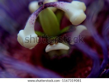 close up, macro view of a purple color flower of a fruit creeper seen in a home garden in Sri Lanka
