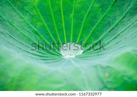 Water on green lotus leaf