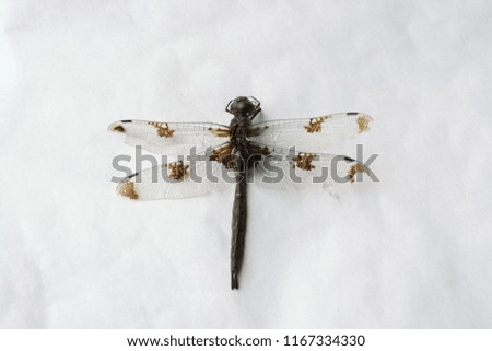 A dead dragonfly lays on white parchment paper. The image shows the detail of the dragonfly's delicate wings.