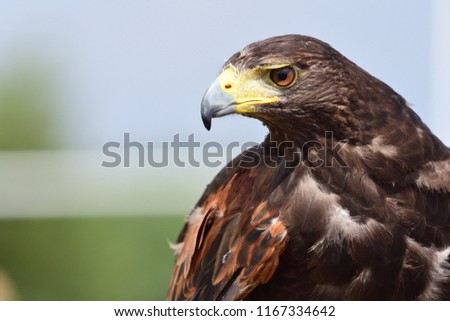 Close up portrait of a Harris's hawk (parabuteo unicinctus)