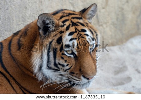 Siberian Tiger watching
