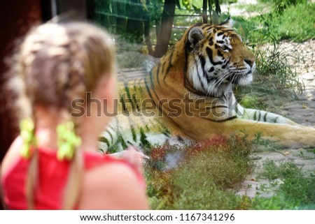 Tiger on the background of a girl who watches him at the zoo