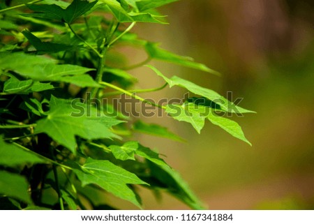 leaves Papaya Trees