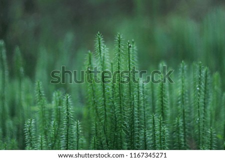 Polytrichum commune common haircap green mpss background