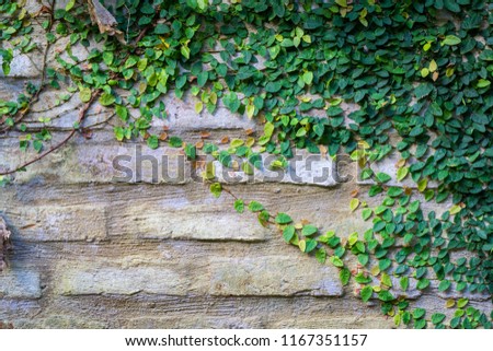 Old Texture brick wall, background, detailed pattern covered partly in ivy