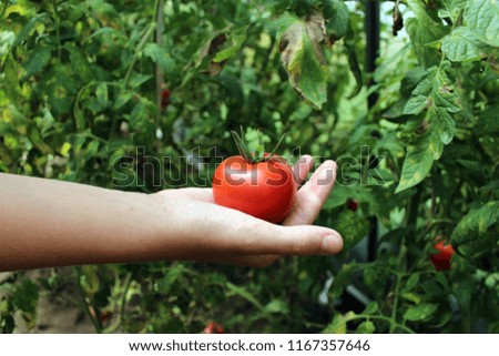 Picking tomatoes in the greenhouse. Vegetable in a child's hand