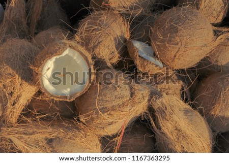 coconut harvest. many coconuts. coconut for food textures. Street vegetable market. Group of coconuts
