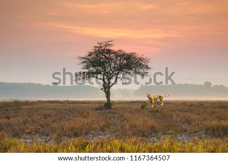 Tiger on fields  and sunrise sky background