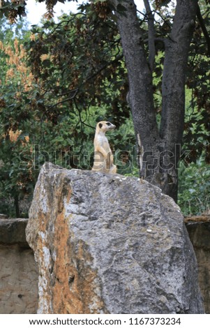 funny meerkat sitting on a stone and looking into the distance
