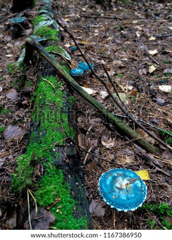 Beautiful fly agarics of unusual blue in a dense forest