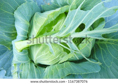 Green worms are eating cabbage leafs. Caterpillar destroyed cabbage. 