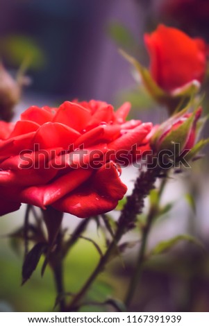 Roses in the garden 
