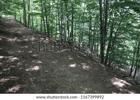 Close up outdoor view of a small pathway in a spanish forest. Pattern of trunks, branches and leaves. Many high trees with green foliage. Brown soil with roots. Natural trail picture taken in summer. 