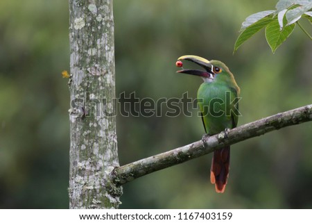 Aulacorhynchus prasinus bird