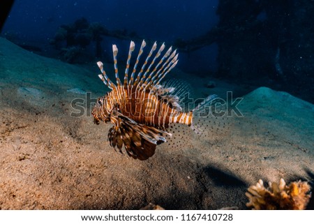 Lion fish in the Red Sea Colorful and beautiful, Eilat Israel a.e