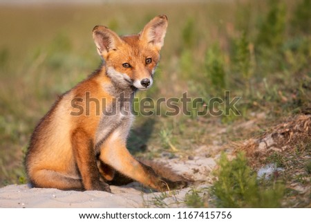 Little Red Fox near his hole in beautiful evening light. Vulpes vulpes
