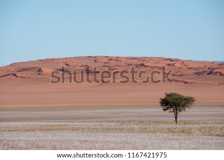 Lone tree in sand dune desert and soft grass landscape, Namibia