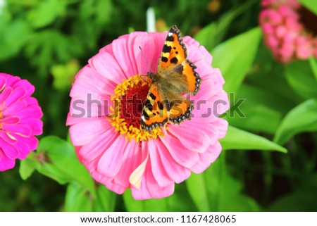 Beautiful butterfly hives sitting on a flower. Close-up. Background.