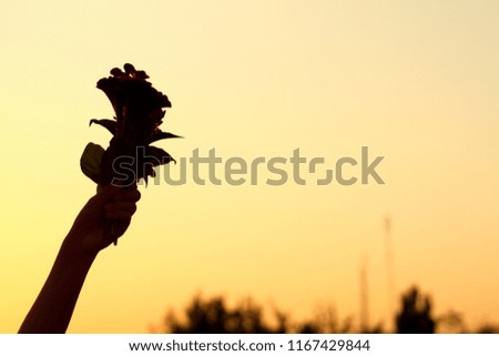 Silhouette of flowers in hand against a sky background during sunset, shadow of a flower.