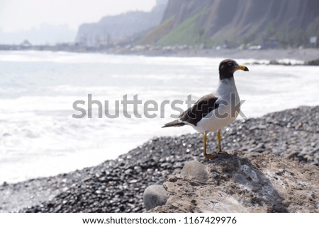 Gull by the shore
