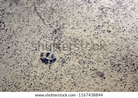 Footprints of cat on the concrete