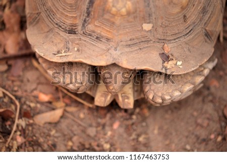 portrait of a fresh water turtle camouflaging on a muddy ground, outdoors on a sunny summer day in the Gambia, Africa photography with room for text