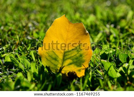 A yellow leave sits on the green grass at the park, Bakersfield, CA. 