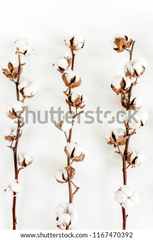 Cotton branches isolated on white background. Flat lay, top view.