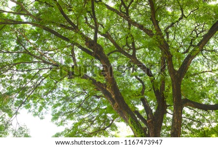 Look up at the trees in the forest. The nature of the green tree Has a beautiful branch. The sky is the background.