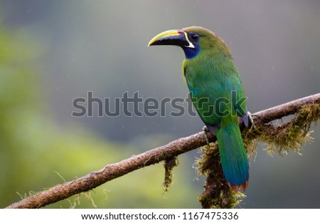 A perched emerald toucanet photographed in Costa Rica