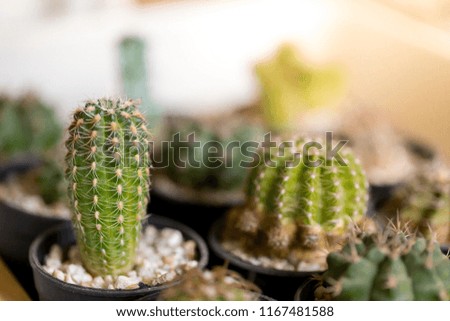 Cactus plants outdoors,Copy Space.