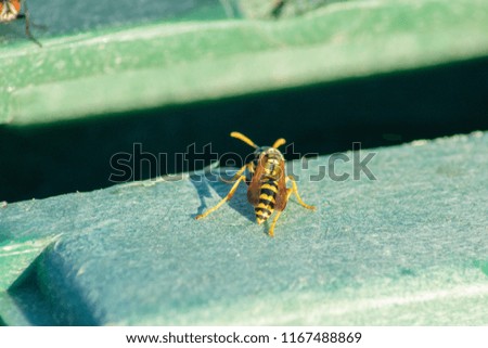 picture of an wasp close-up pic