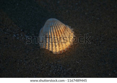 picture of dead shellfish shells on the beach sand 