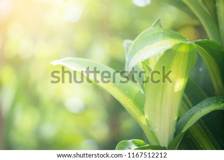 Closeup green leaf in garden with sunlight
