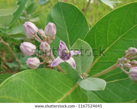 Flower of the Calotropis Flowers used for hundreds of wreaths.