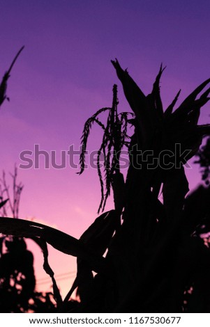 
silhouette of a foot of corn