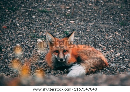 Young Fox waiting for mom 