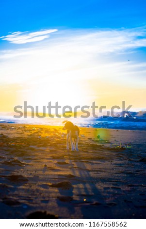 Stray Dog walking on the beach in Bali, Indonesia. Bali is an Indonesian island and known as a tourist destination.